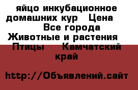 яйцо инкубационное домашних кур › Цена ­ 25 - Все города Животные и растения » Птицы   . Камчатский край